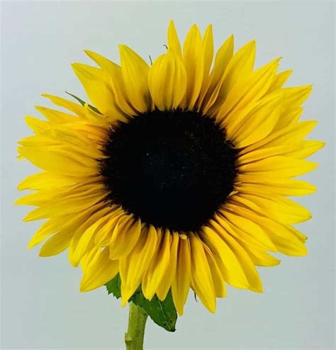 how much are sunflowers wholesale